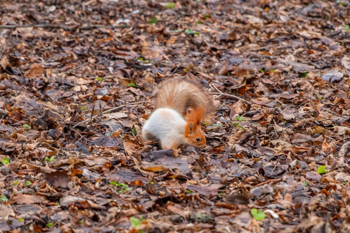 Где орехи? Где орехи?