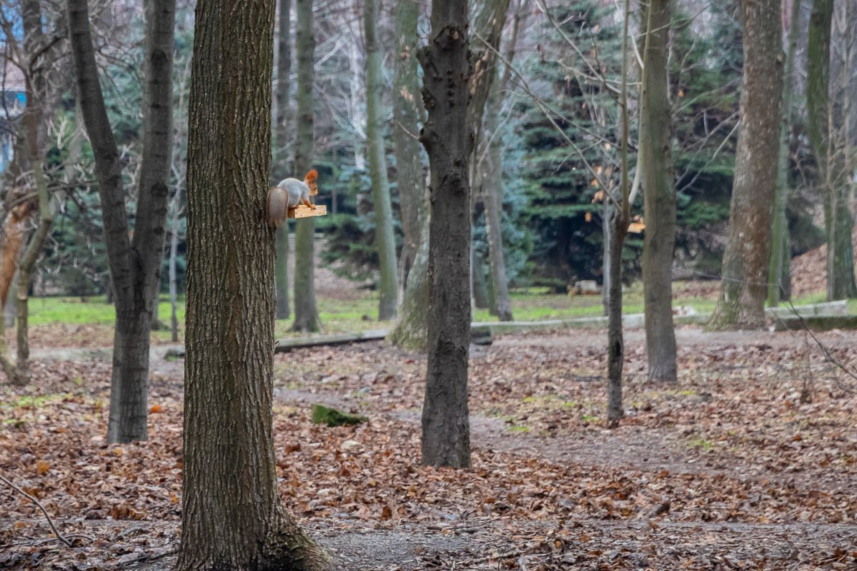 Приходите покормить Приходите покормить
