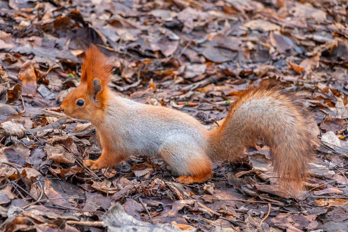 В Днепре существует множество мест, где их можно найти В Днепре существует множество мест, где их можно найти