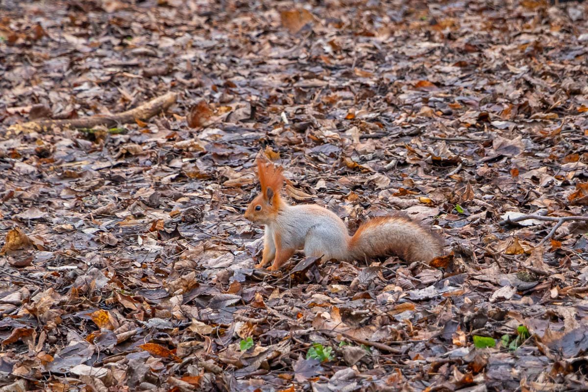 Когда не нашла орехи Когда не нашла орехи