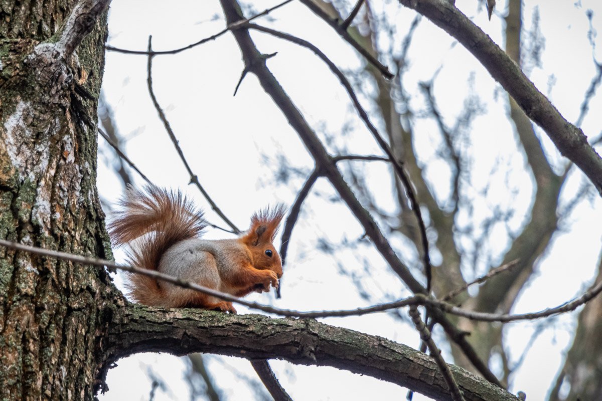 Наблюдает за гуляющими Наблюдает за гуляющими