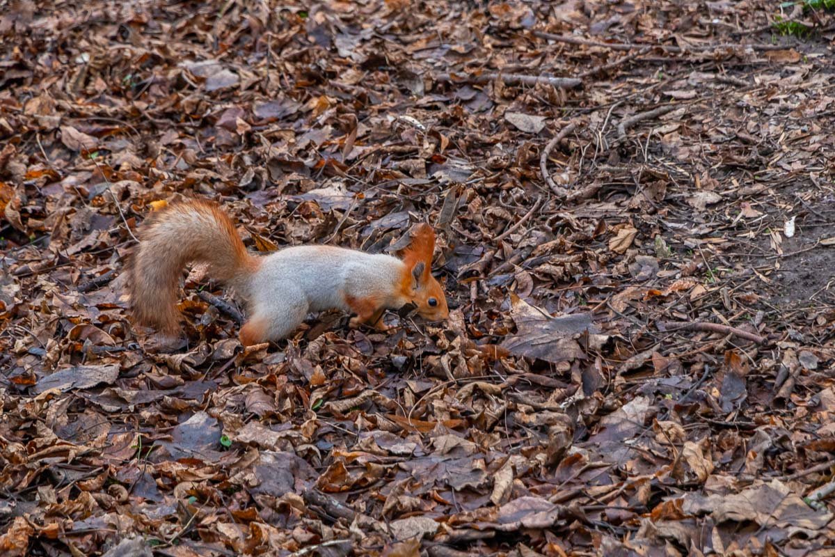 По следам орешечников По следам орешечников