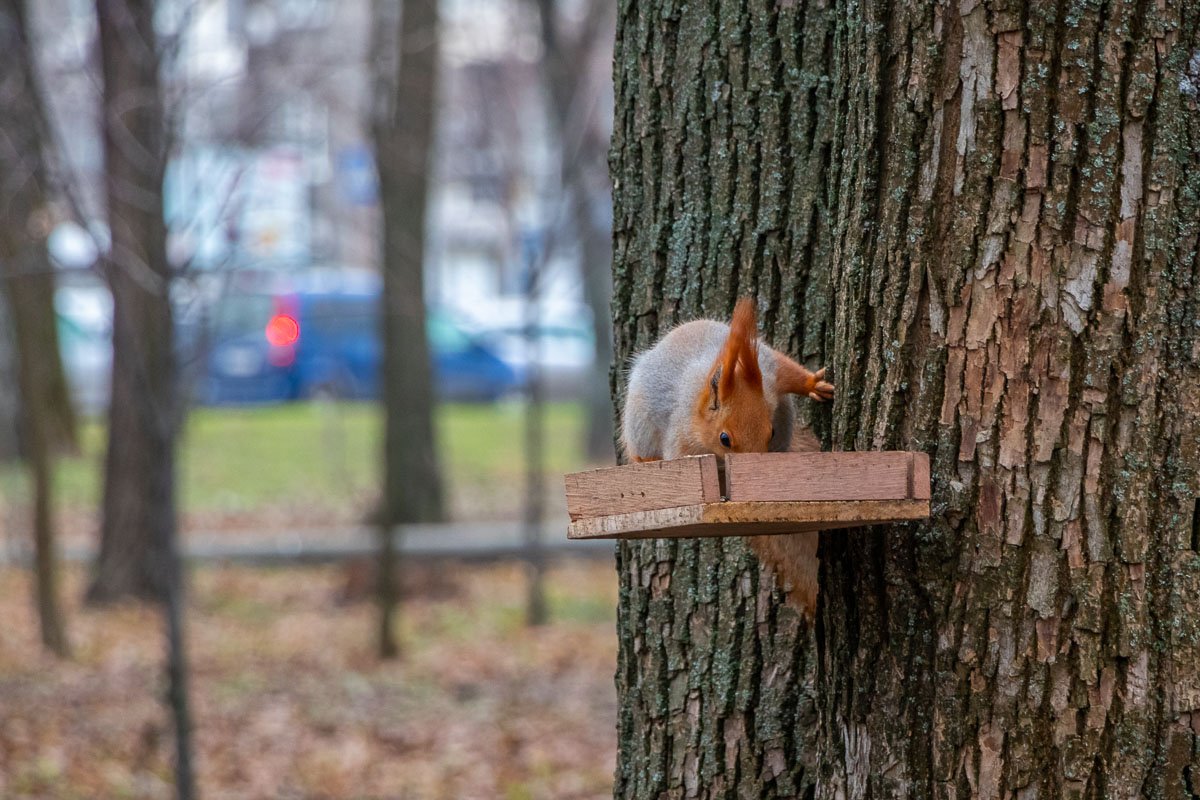 Это камушек, это миндаль, это не вкусно... Это камушек, это миндаль, это не вкусно...