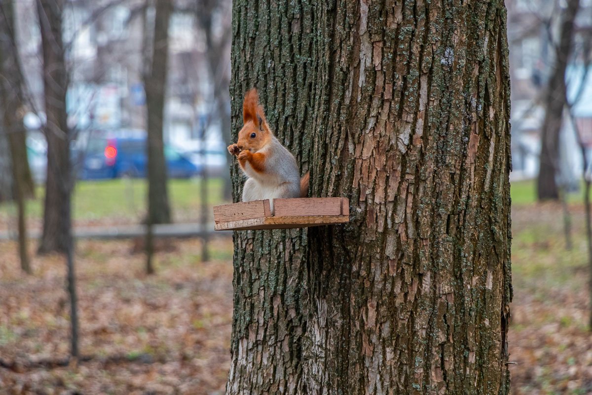 Бой с тенью Бой с тенью