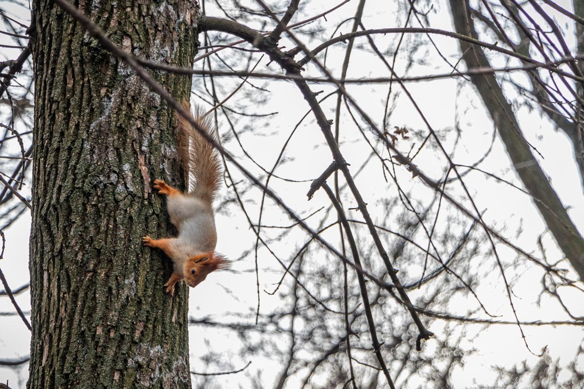 Я просто иду гуляю Я просто иду гуляю