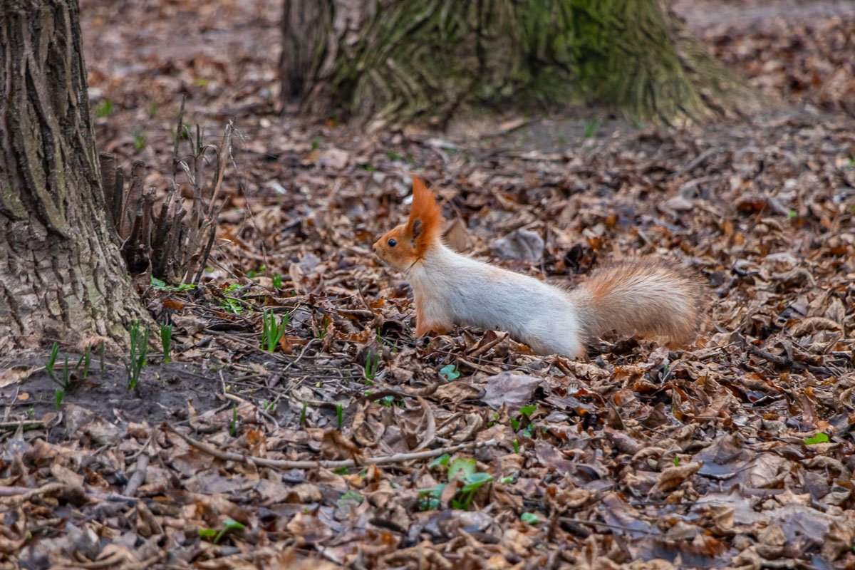 Весна Весна