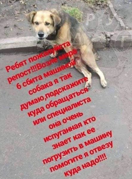 В Днепре спасают собаку, которую сбили и расстреляли