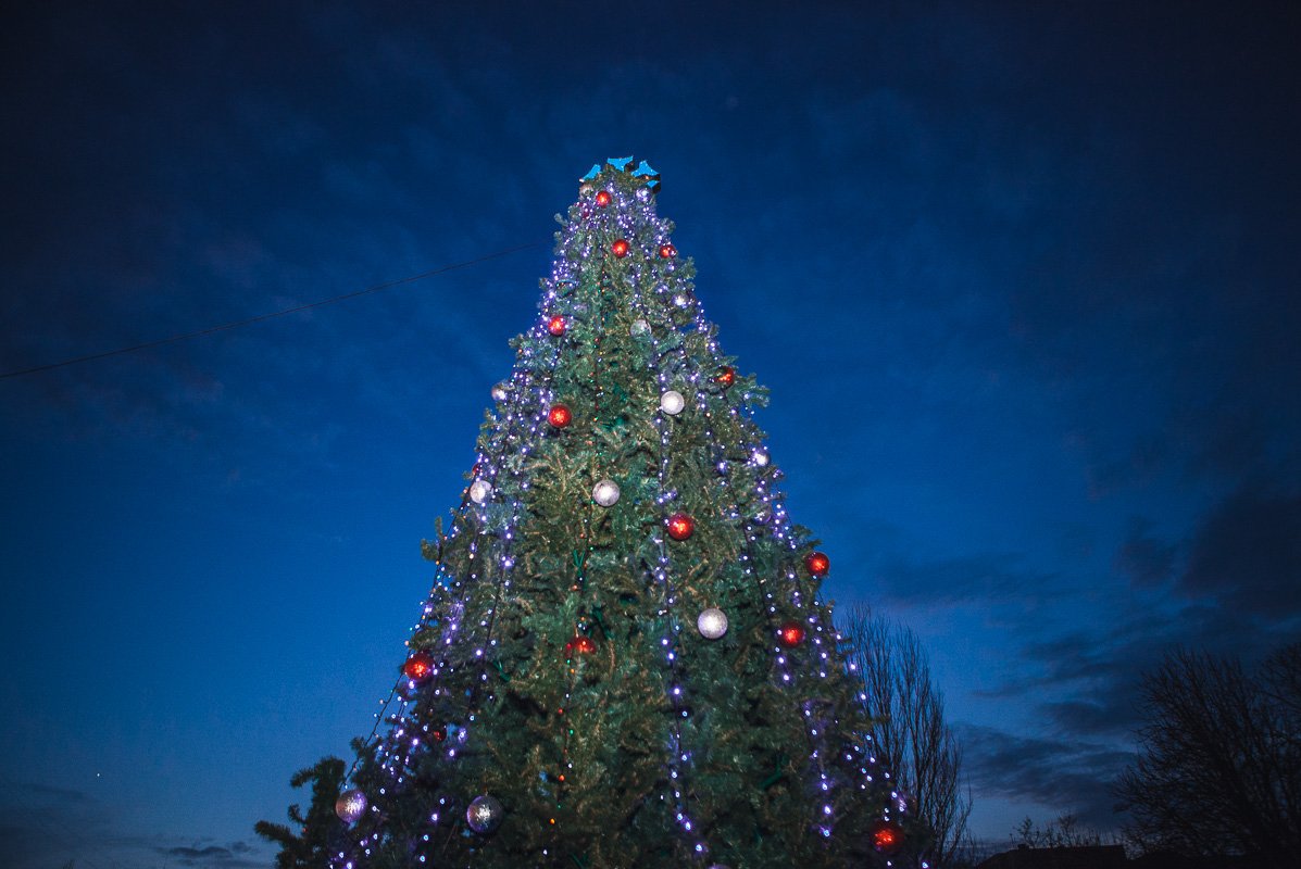 Вечнозеленая на бульваре Славы Вечнозеленая на бульваре Славы