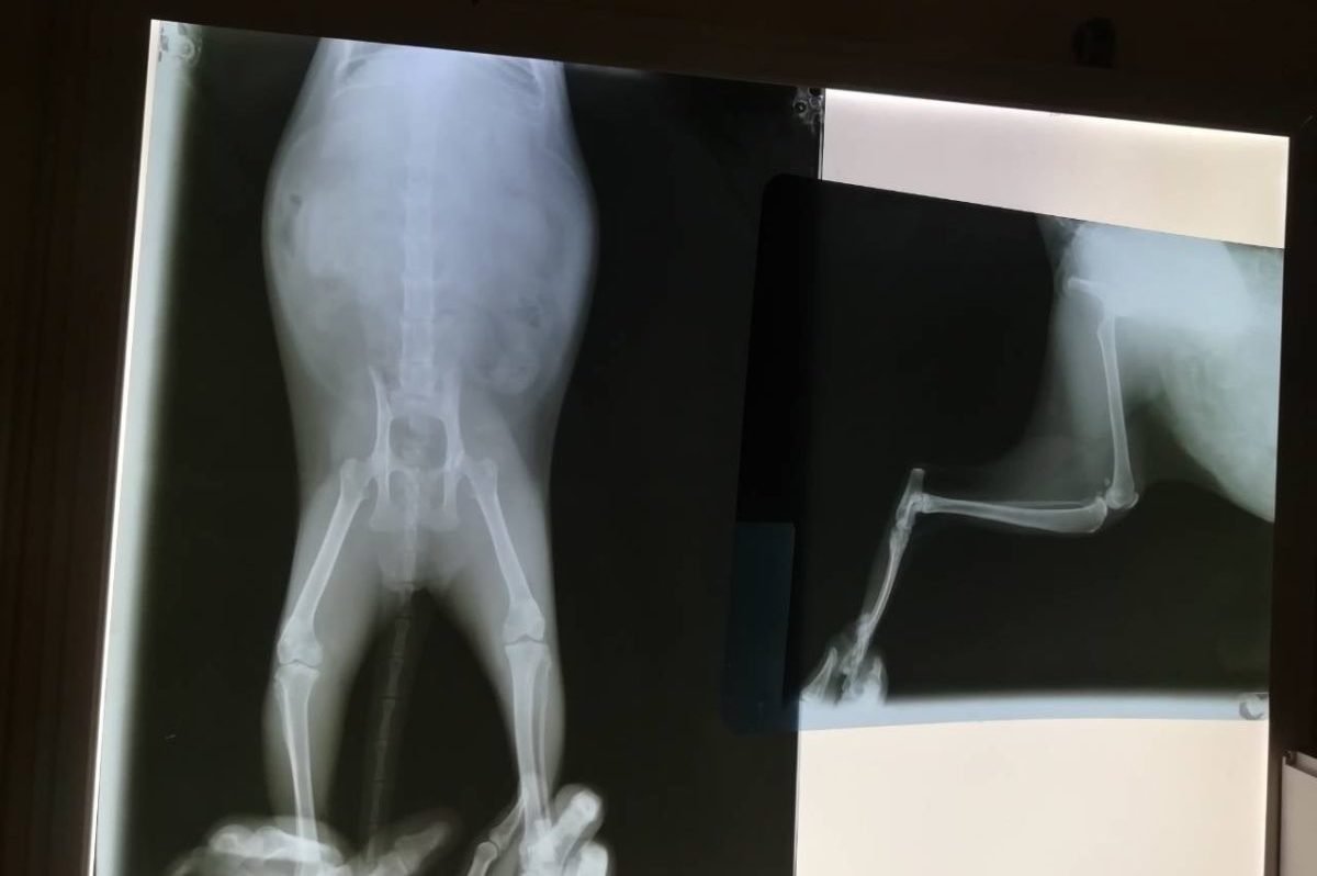 При падении кошка травмировала позвоночник При падении кошка травмировала позвоночник