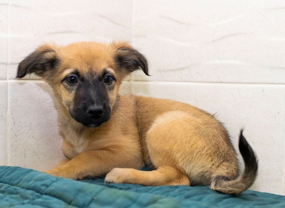 Подарите тепло и любовь: какие животные ищут дом в Днепре 1