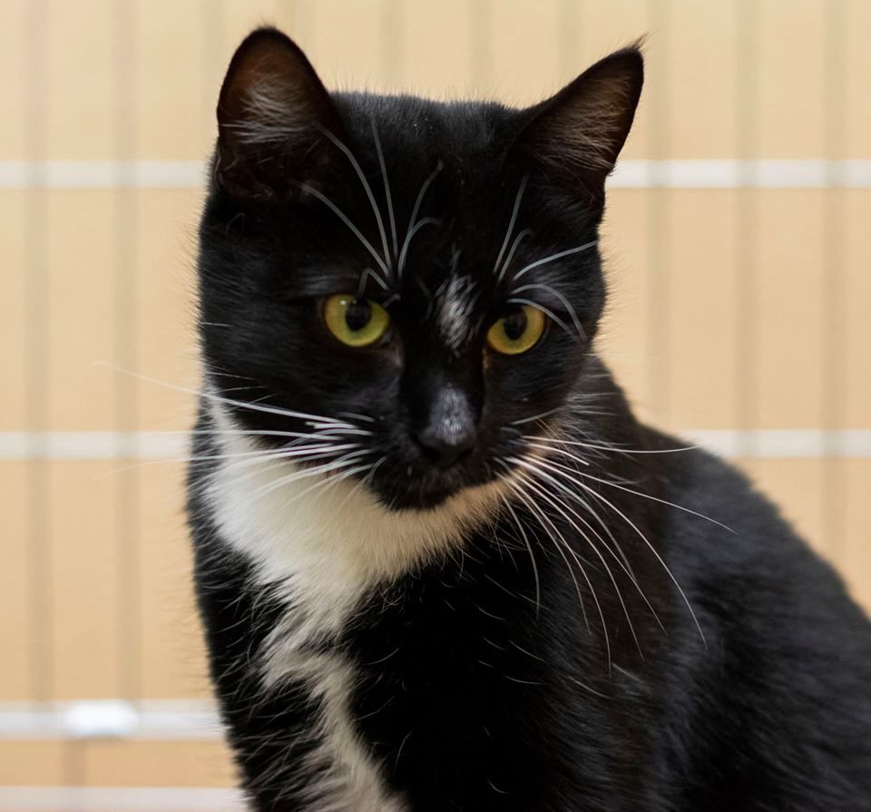 Подарите тепло и любовь: какие животные ищут дом в Днепре 2