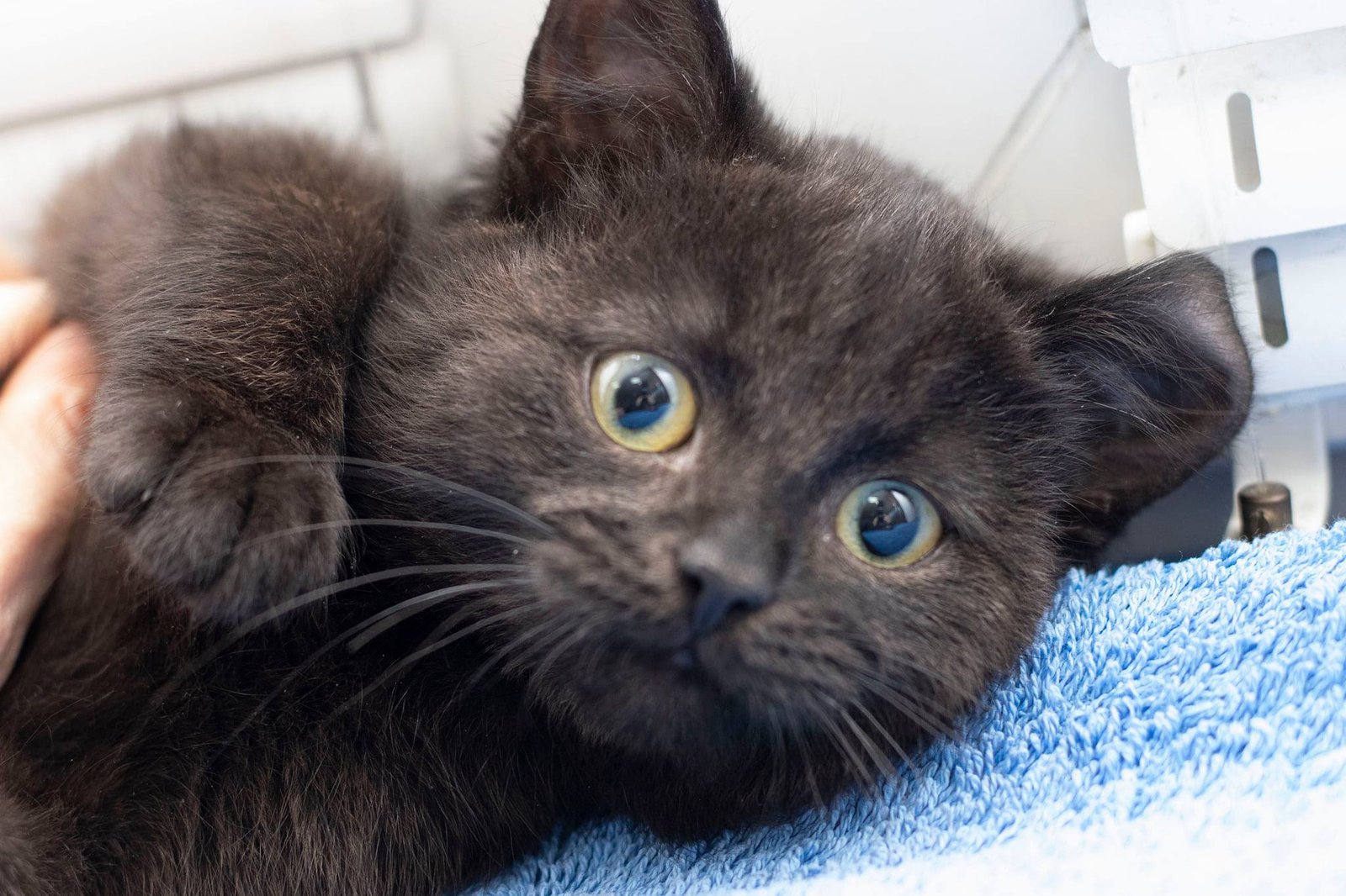 Подарите тепло и любовь: какие животные ищут дом в Днепре 3