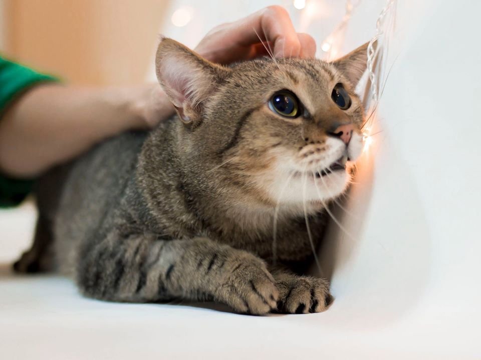 Подарите тепло и любовь: какие животные ищут дом в Днепре 4