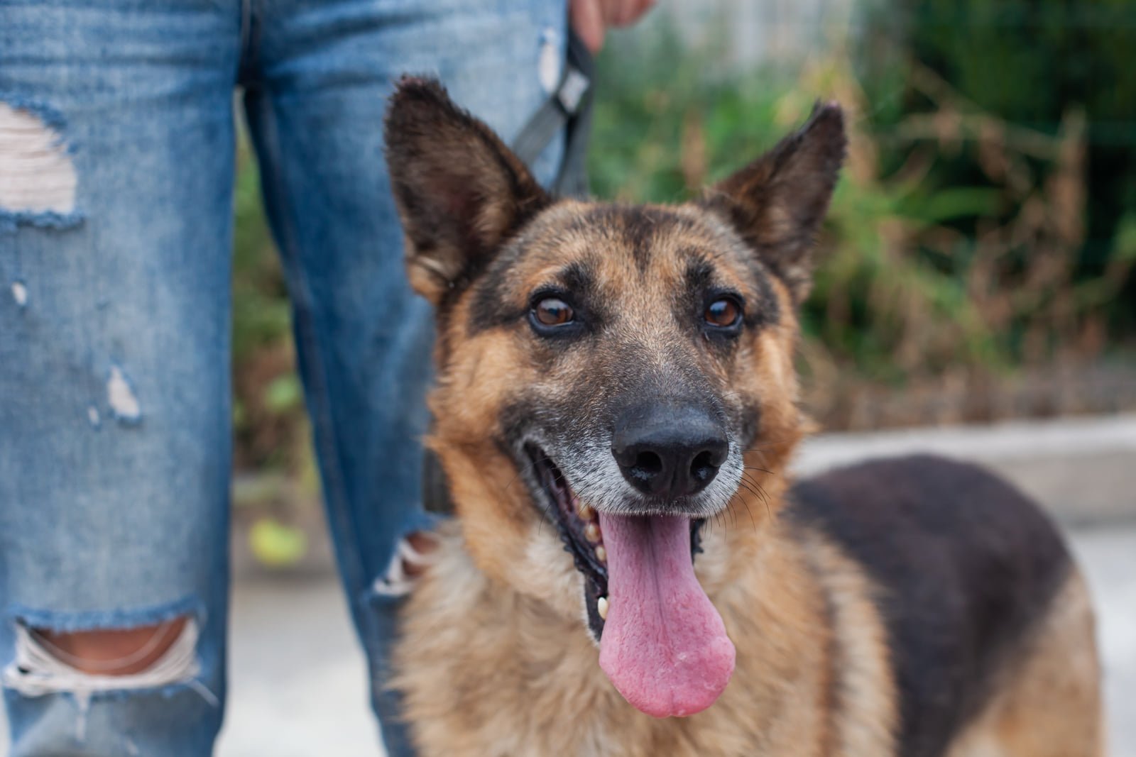 Подарите тепло и любовь: какие животные ищут дом в Днепре 5