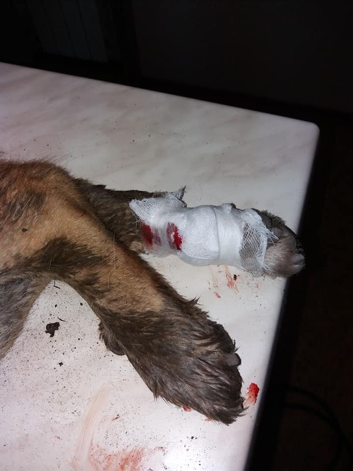 В Днепре возле ТЦ Terra нашли подстреленную собаку: животному нужна помощь 3