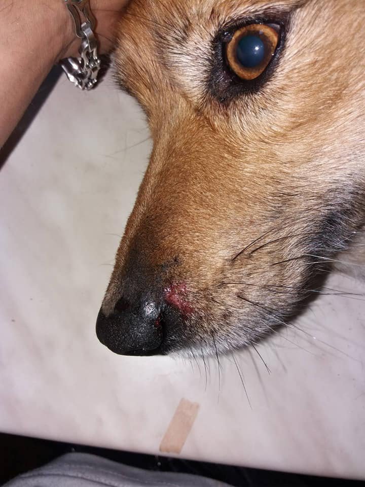 В Днепре возле ТЦ Terra нашли подстреленную собаку: животному нужна помощь 4