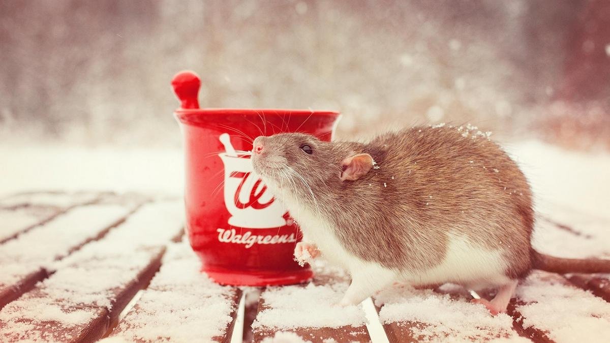 Поздравления с Новым годом-2020: прикольные СМС в стихах и прозе 1