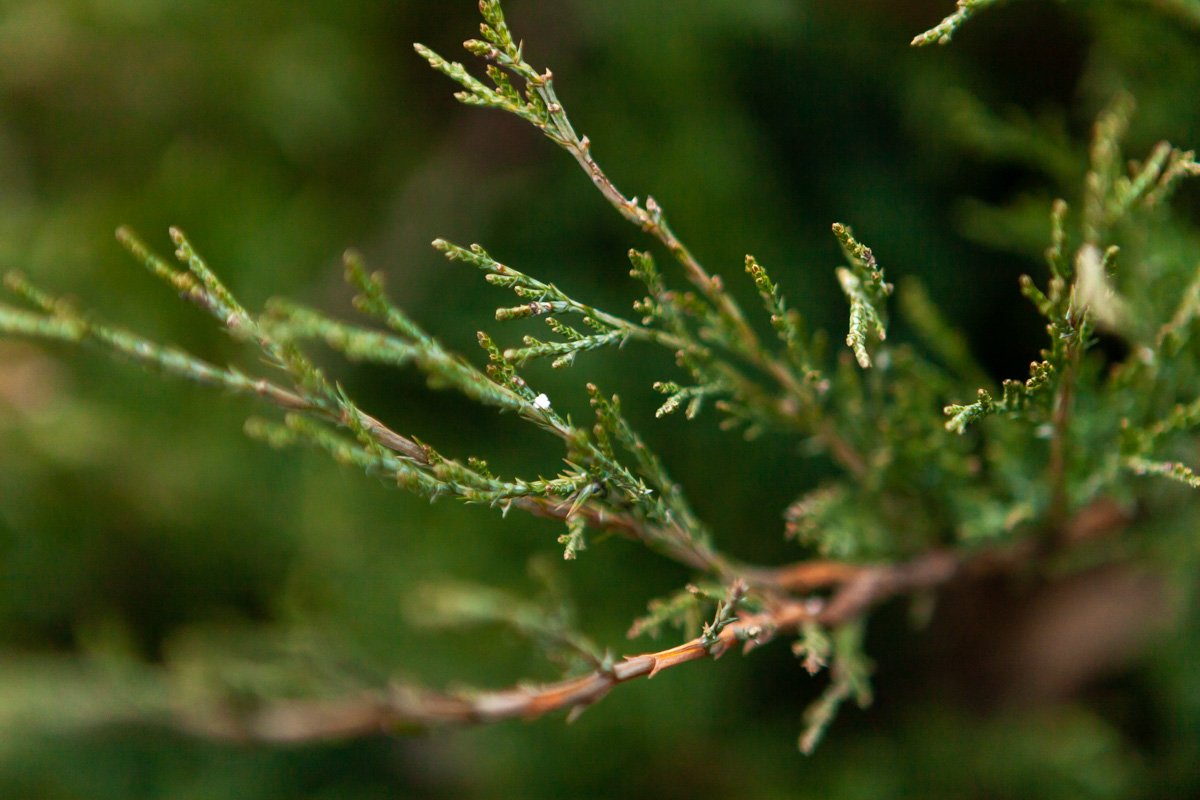 Первая снежинка десантировалась на улице Янгеля 