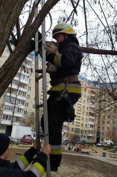 Котенок несколько суток просидел на высоком дереве