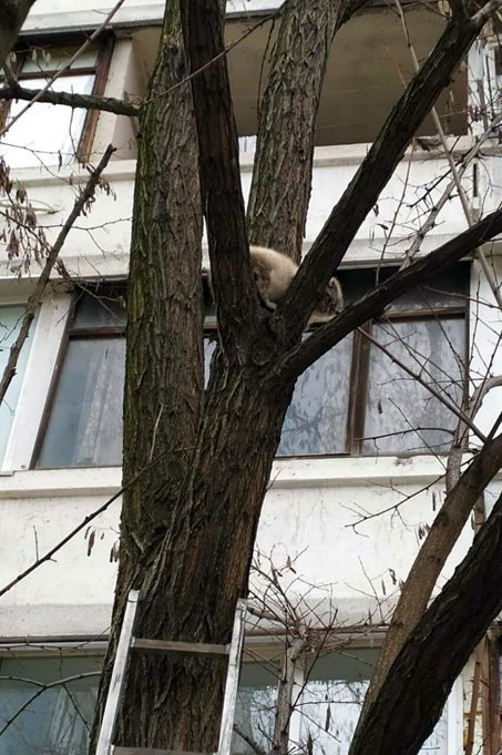 Сейчас жизни пушистика ничего не угрожает 