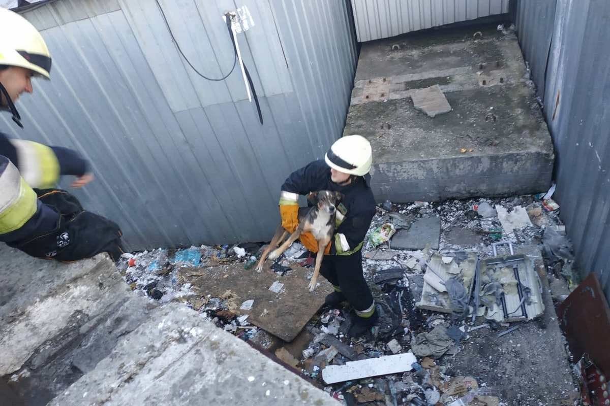 Один из спасателей успокоил животное, после чего аккуратно достал из-под ограждения Один из спасателей успокоил животное, после чего аккуратно достал из-под ограждения