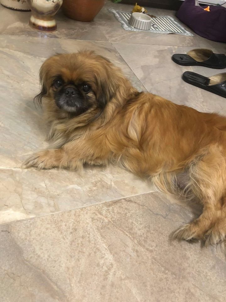 В Днепре в Новый год пропало много животных: помогите найти 1