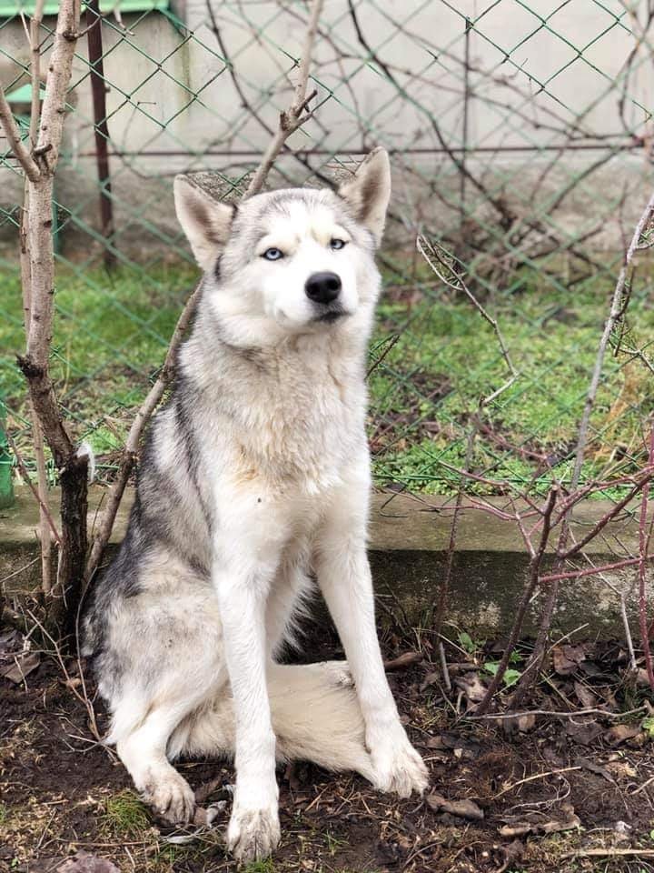 В Днепре в Новый год пропало много животных: помогите найти 2