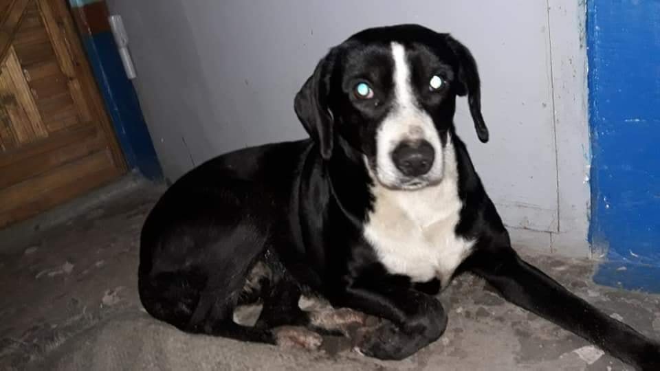 В Днепре в Новый год пропало много животных: помогите найти 3