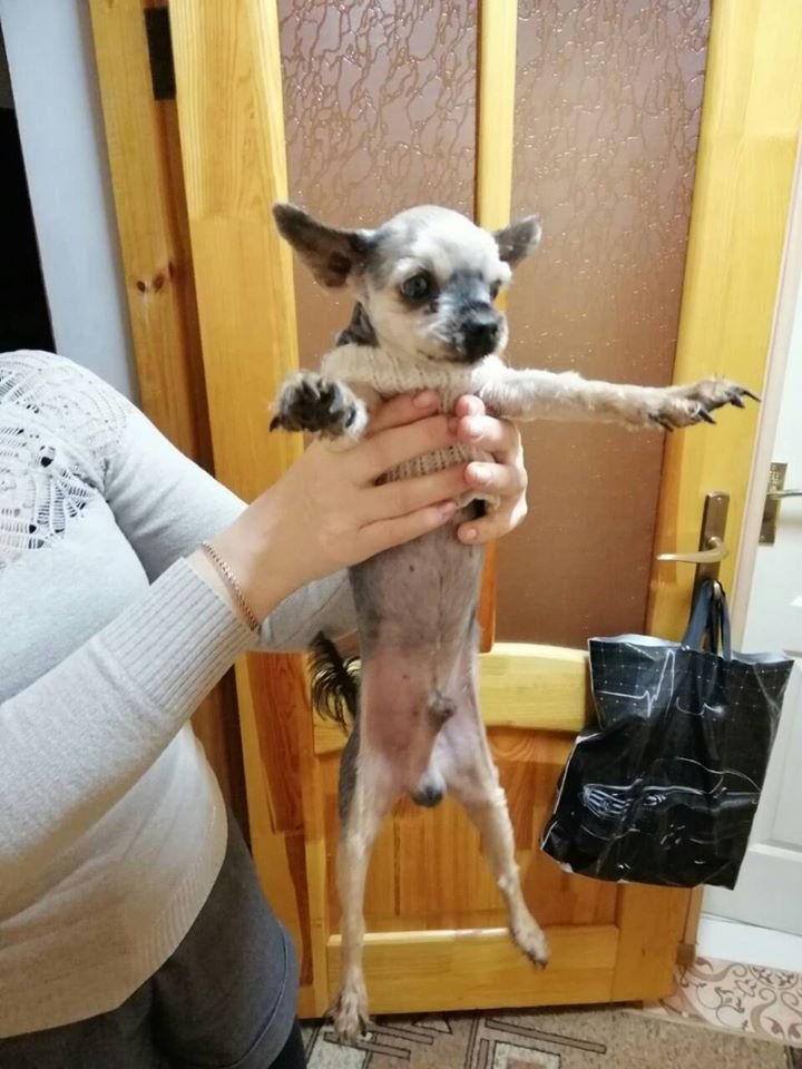 В Днепре в Новый год пропало много животных: помогите найти 4