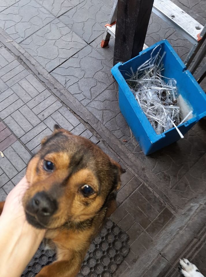 В Днепре в Новый год пропало много животных: помогите найти 5