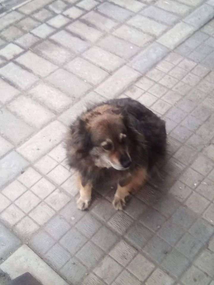 В Днепре в Новый год пропало много животных: помогите найти 6