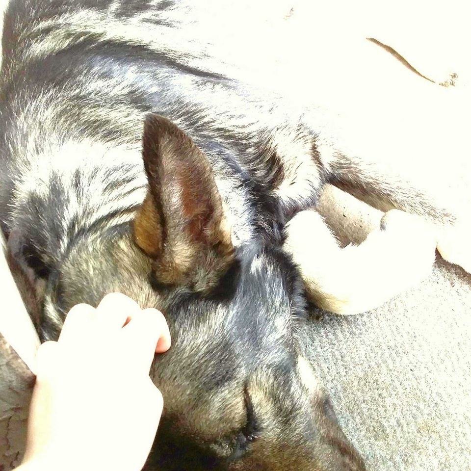 В Днепре в Новый год пропало много животных: помогите найти 7