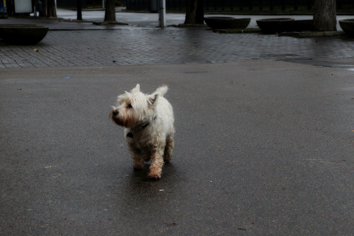Мокрый песель не хочет гулять Мокрый песель не хочет гулять
