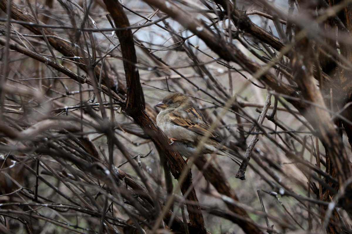 Воробушки прячутся Воробушки прячутся