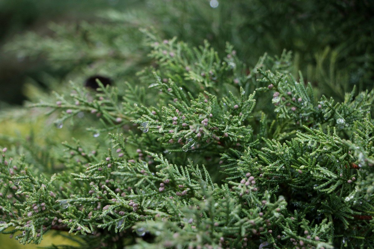 Дождит... Дождит...