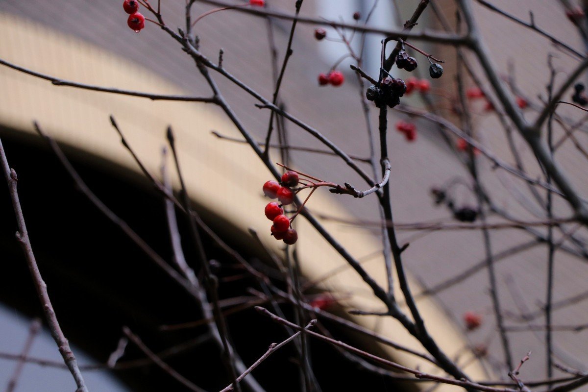 Зима, ты где? Зима, ты где?