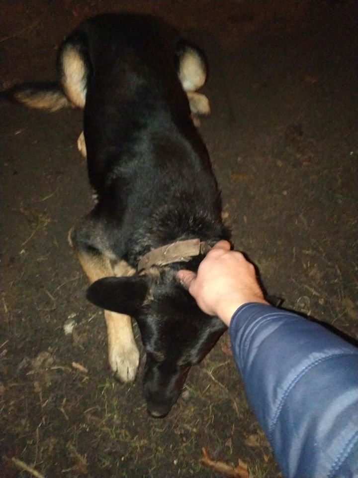 В Днепре на праздники пропало много животных: помогите найти 1