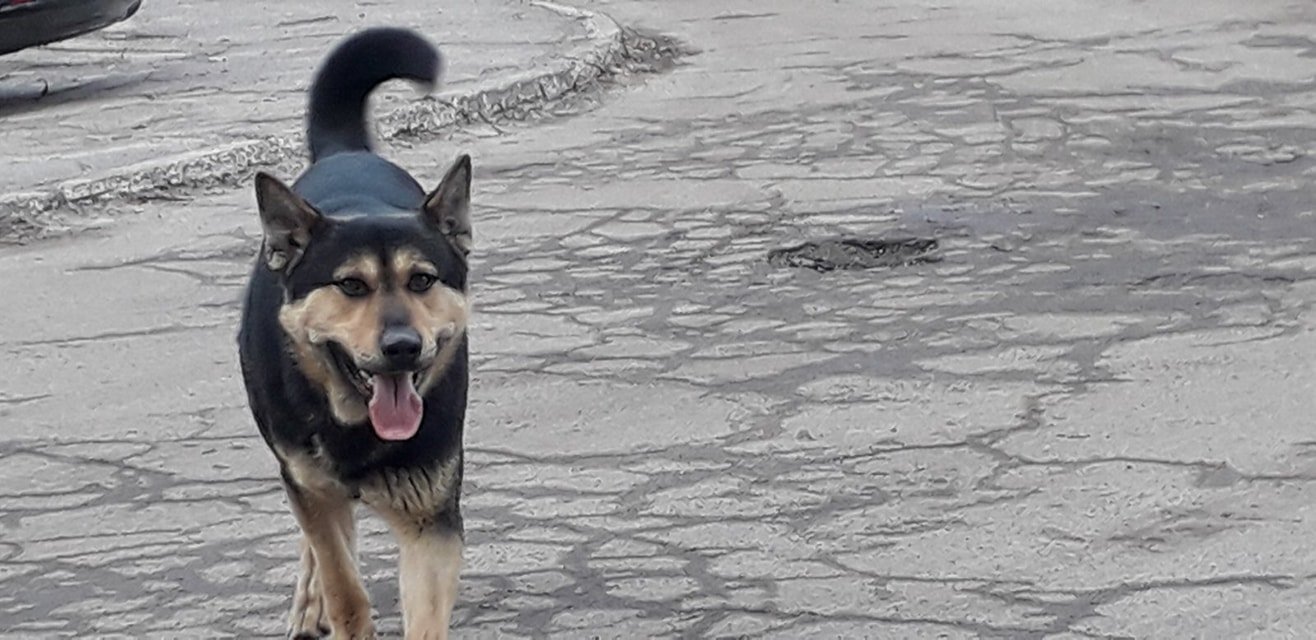 В Днепре на праздники пропало много животных: помогите найти 2