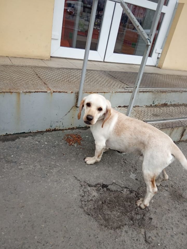 В Днепре на праздники пропало много животных: помогите найти 3