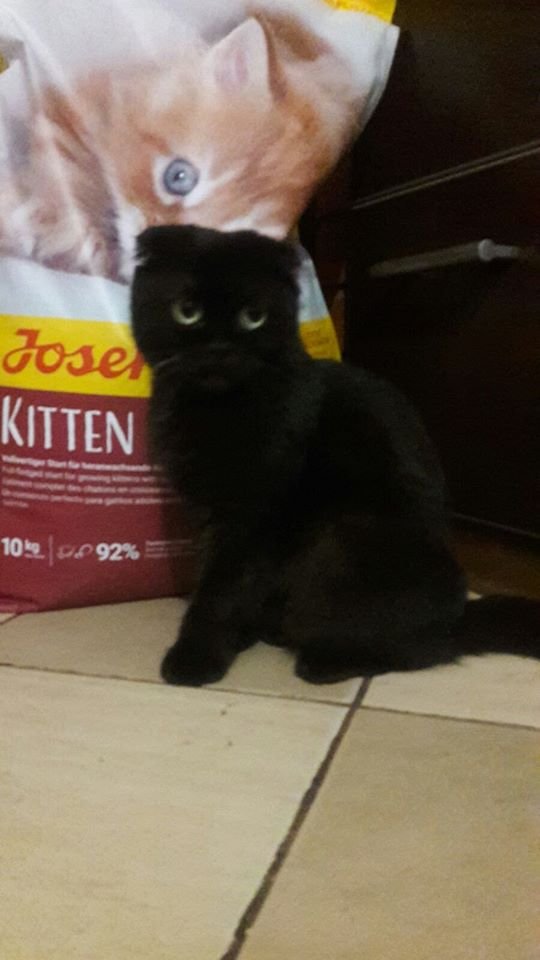 В Днепре на праздники пропало много животных: помогите найти 4