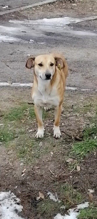 В Днепре на праздники пропало много животных: помогите найти 5