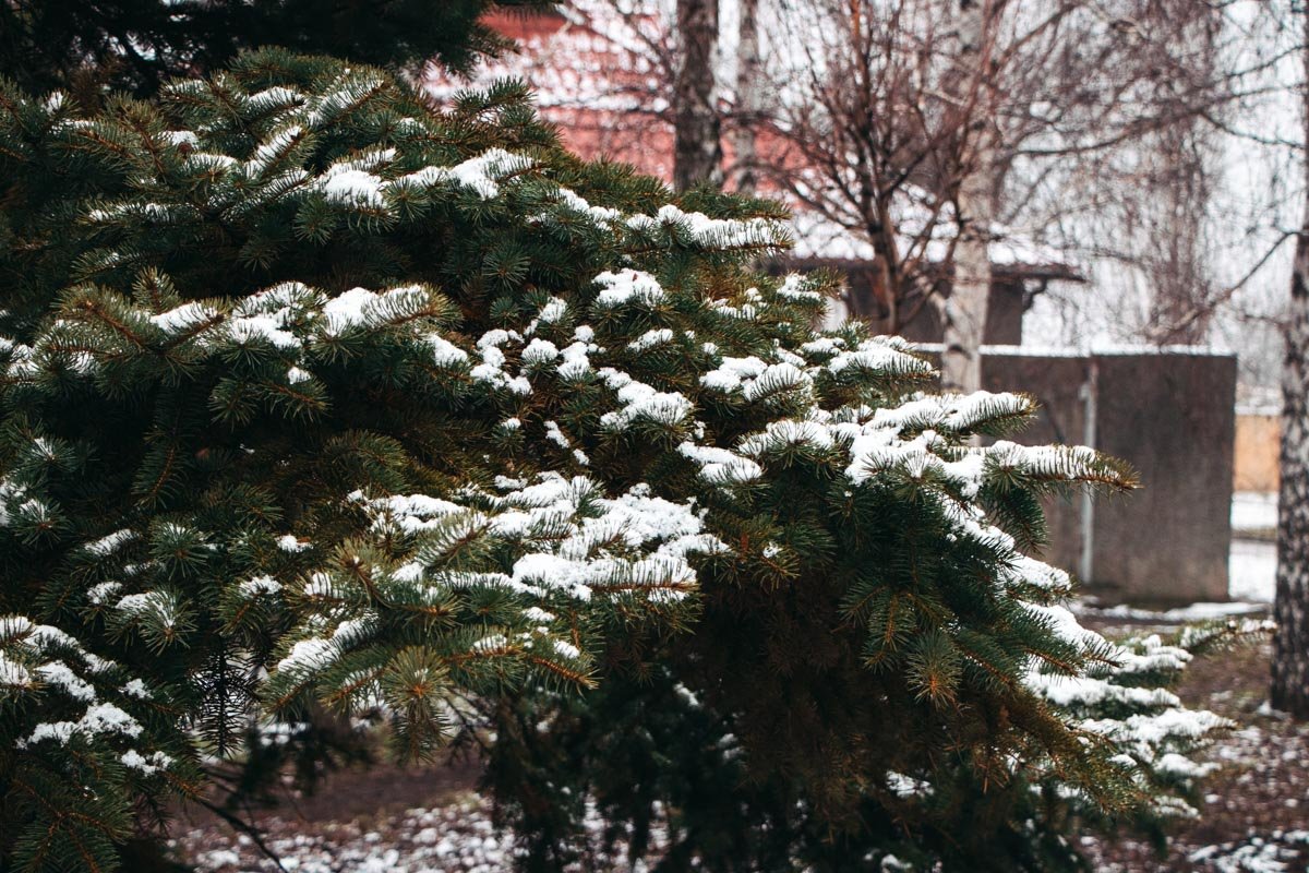 ни животных, ни яслей, ни Той, над Которою — нимб золотой. ни животных, ни яслей, ни Той, над Которою — нимб золотой.