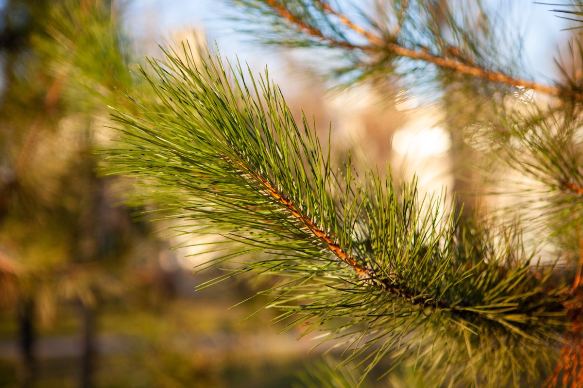 Просыпаться после рождественских каникул все равно, что получить в лицо пятнадцать понедельников сразу Просыпаться после рождественских каникул все равно, что получить в лицо пятнадцать понедельников сразу