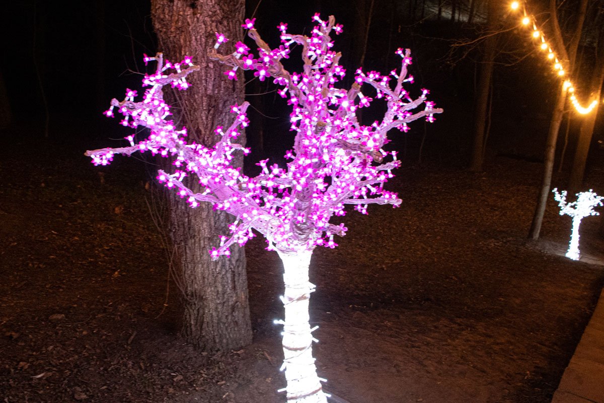 Цветут даже в холода