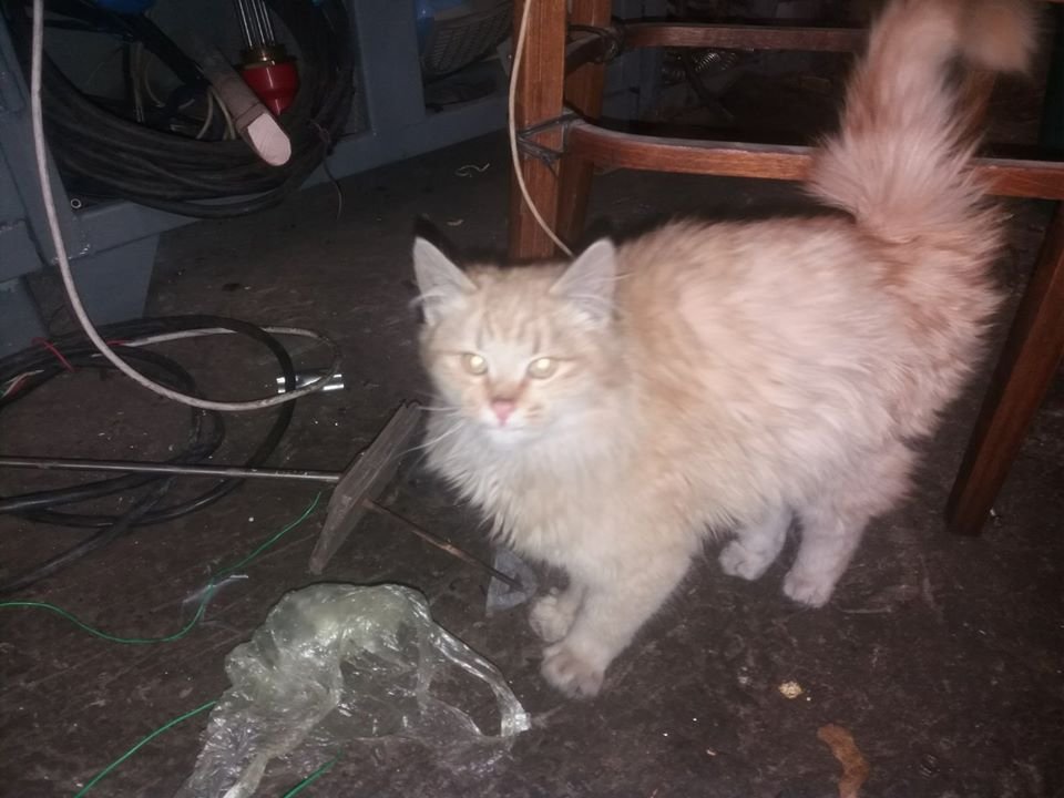 В Днепре на праздники пропало много животных: помогите найти 1