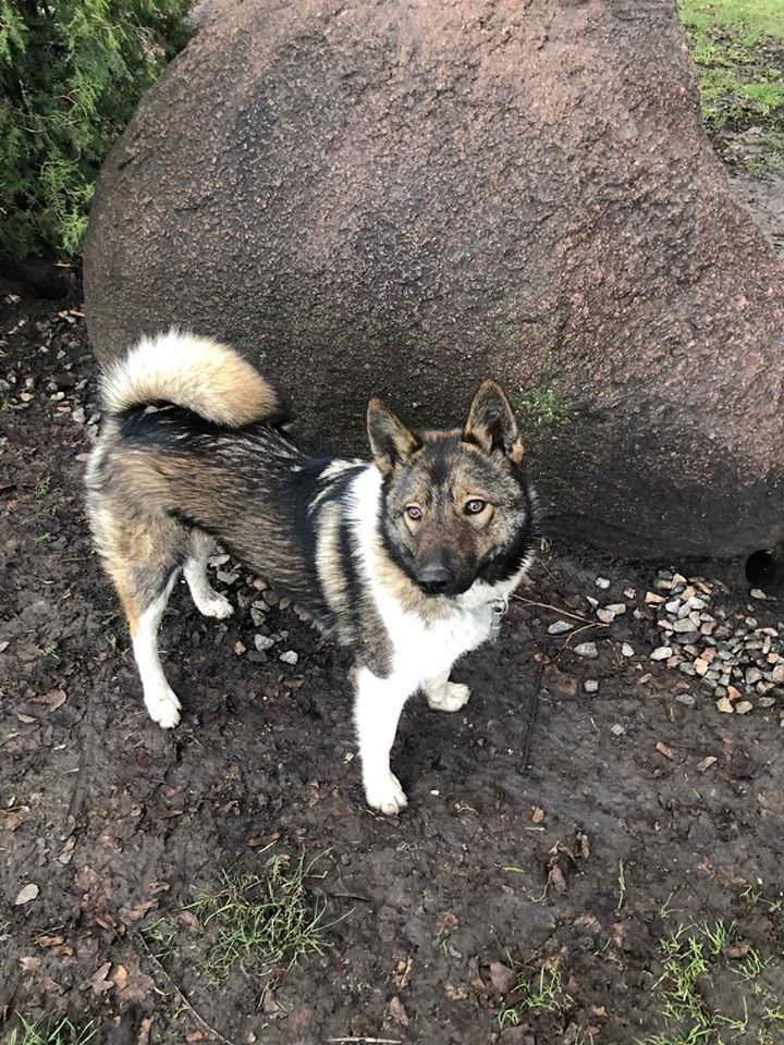 В Днепре на праздники пропало много животных: помогите найти 2