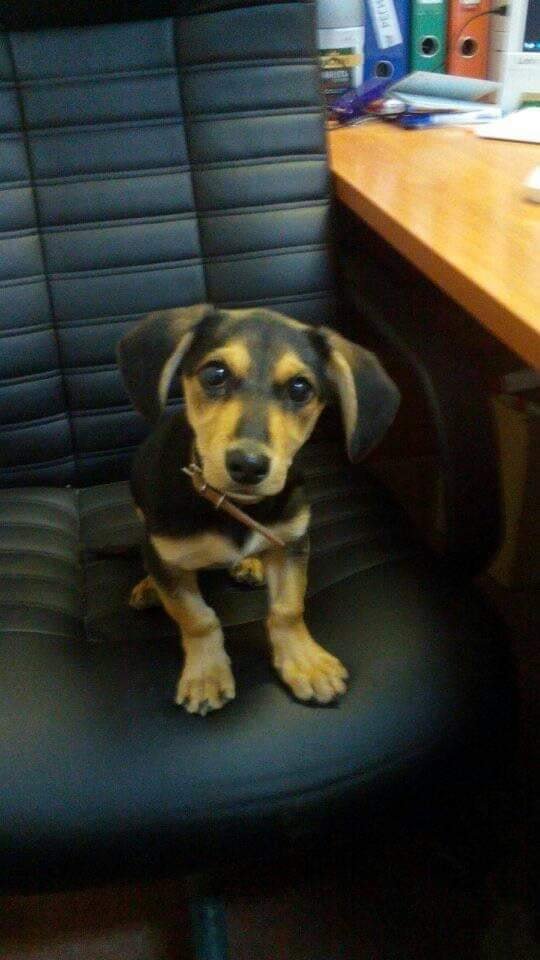 В Днепре на праздники пропало много животных: помогите найти 3