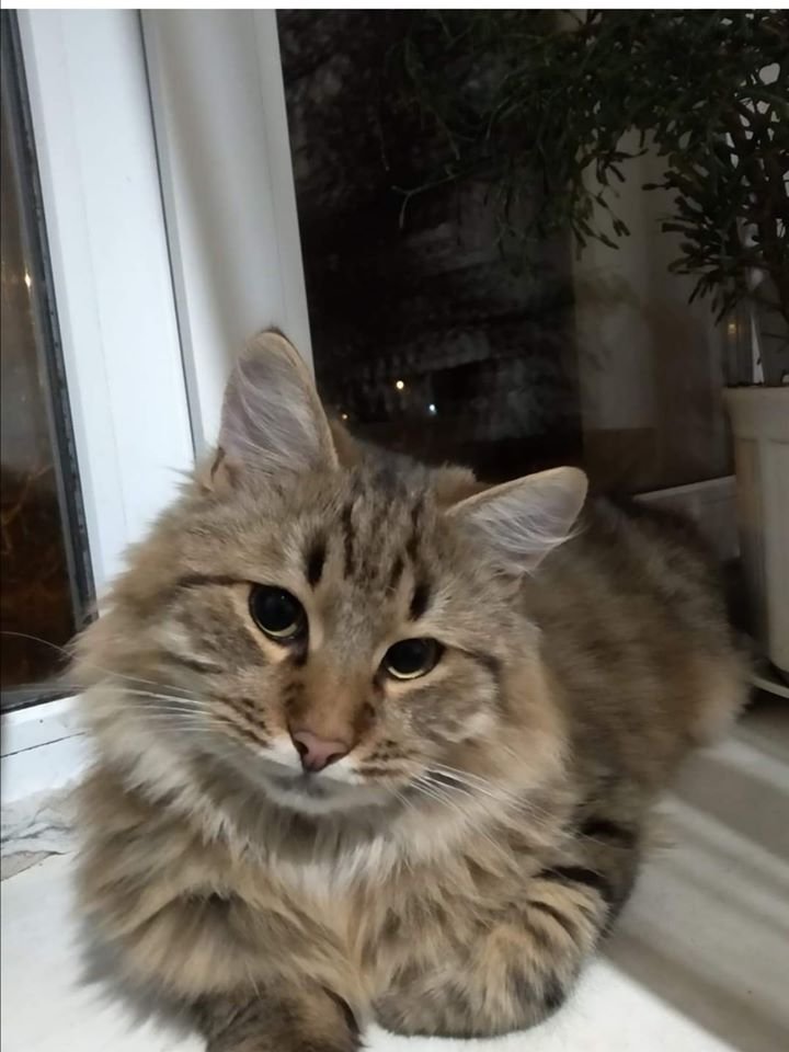 В Днепре на праздники пропало много животных: помогите найти 4