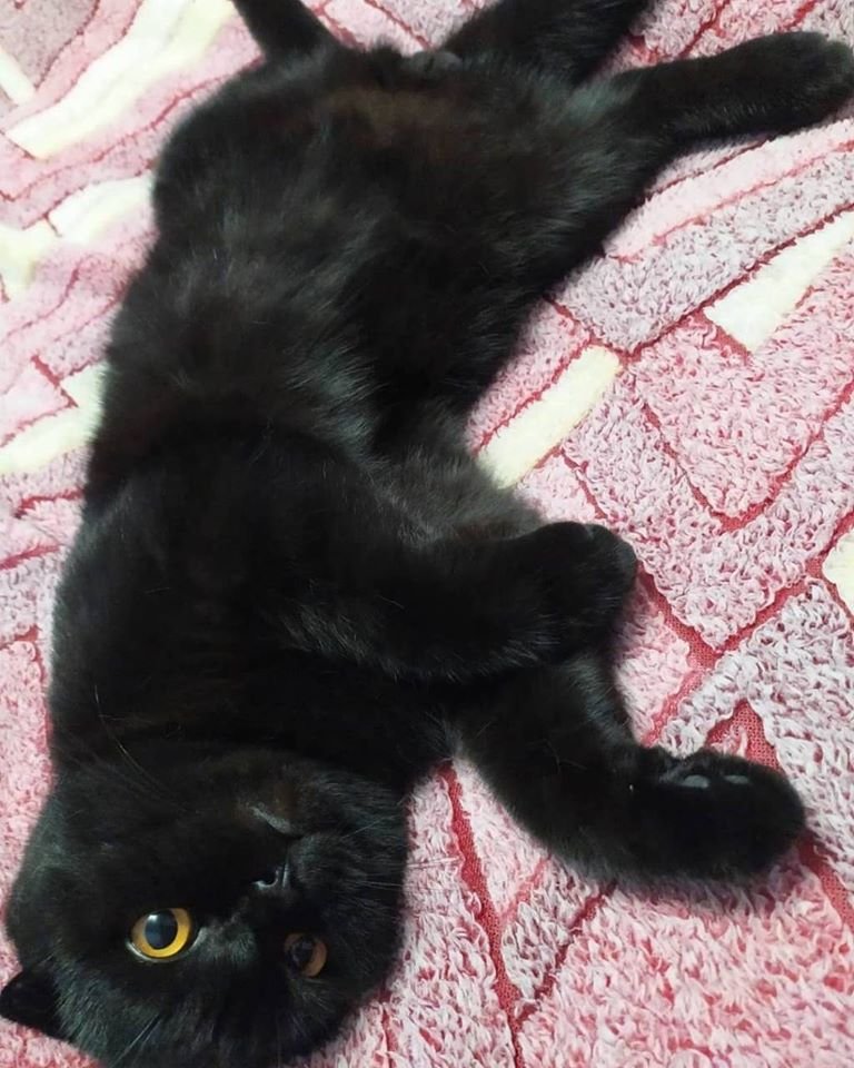 В Днепре на праздники пропало много животных: помогите найти 5