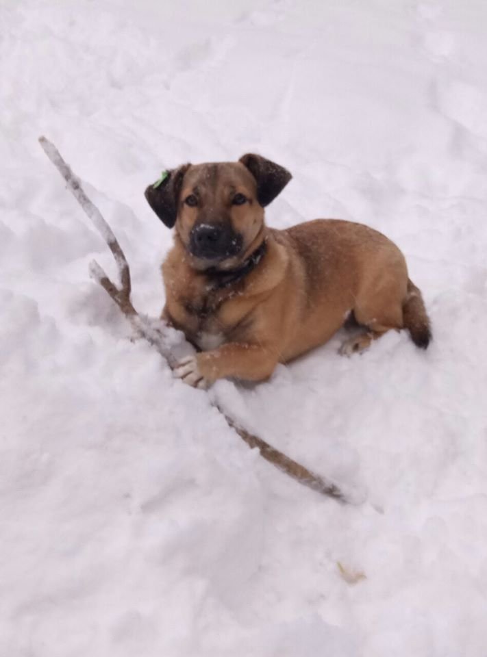 В Днепре на праздники пропало много животных: помогите найти 6